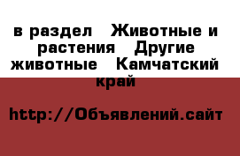  в раздел : Животные и растения » Другие животные . Камчатский край